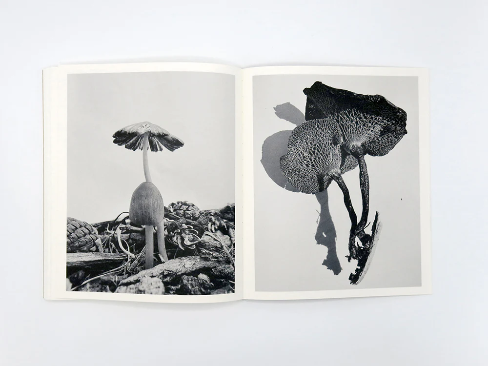 Ying Ang – Fruiting Bodies - Image 10