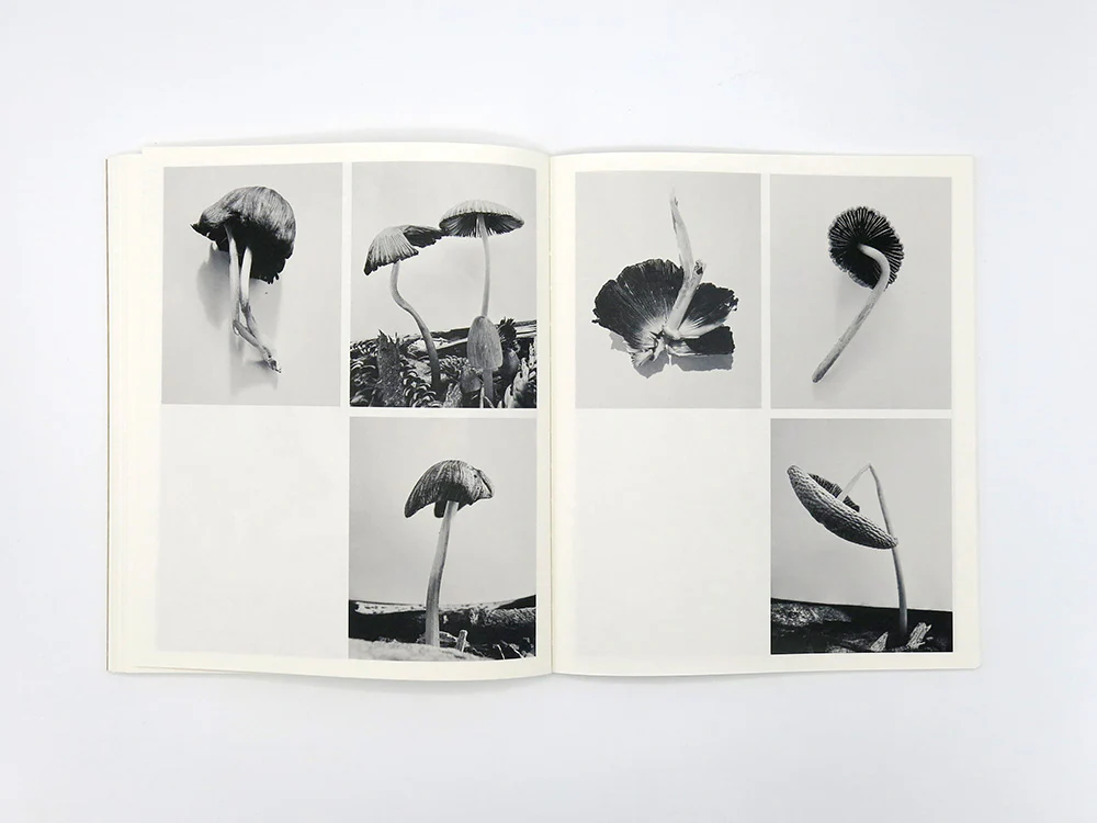 Ying Ang – Fruiting Bodies - Image 11