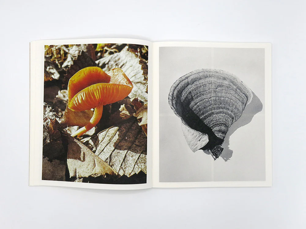 Ying Ang – Fruiting Bodies - Image 12