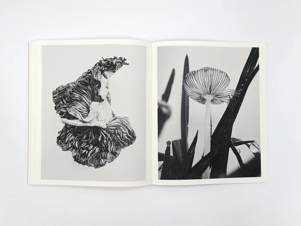 Ying Ang – Fruiting Bodies - Image 13