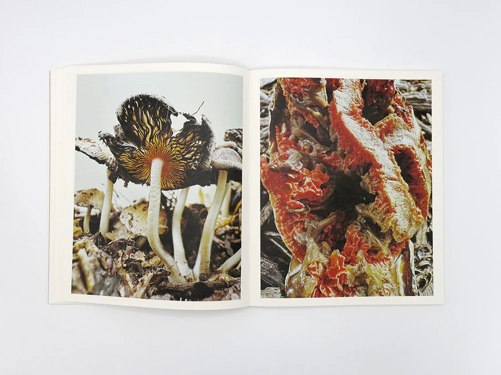 Ying Ang – Fruiting Bodies - Image 14