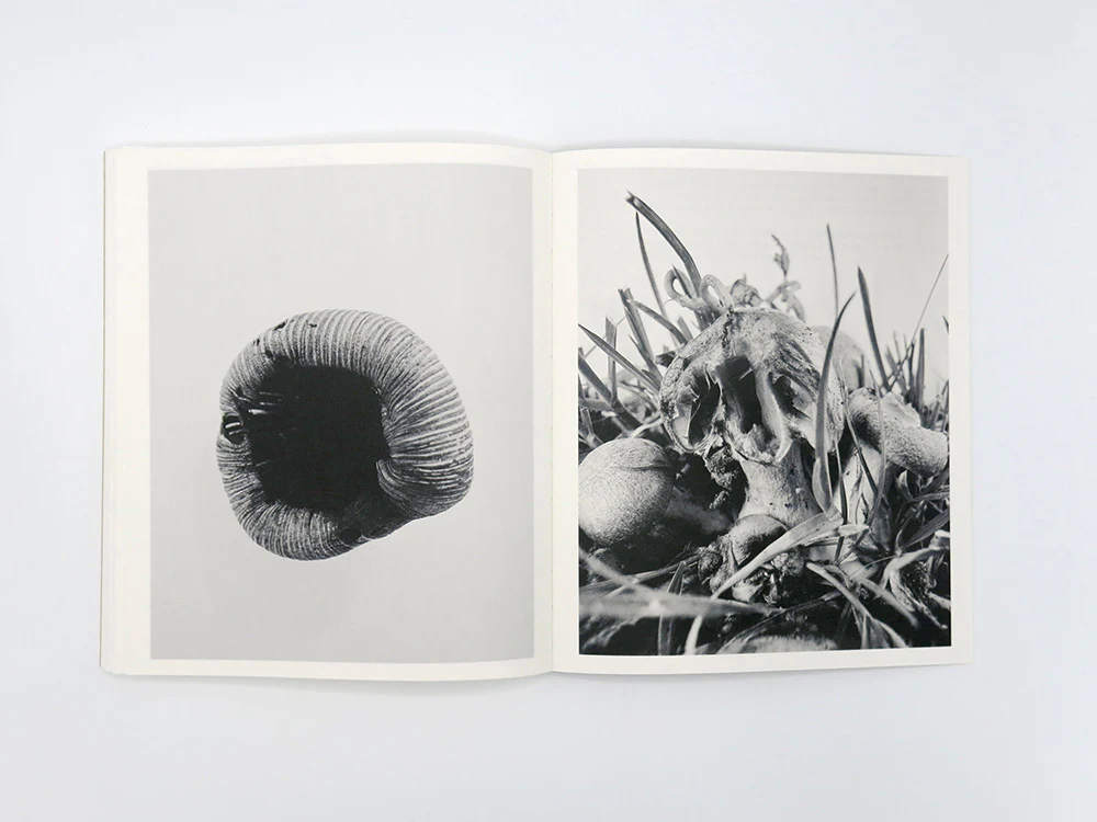 Ying Ang – Fruiting Bodies - Image 15