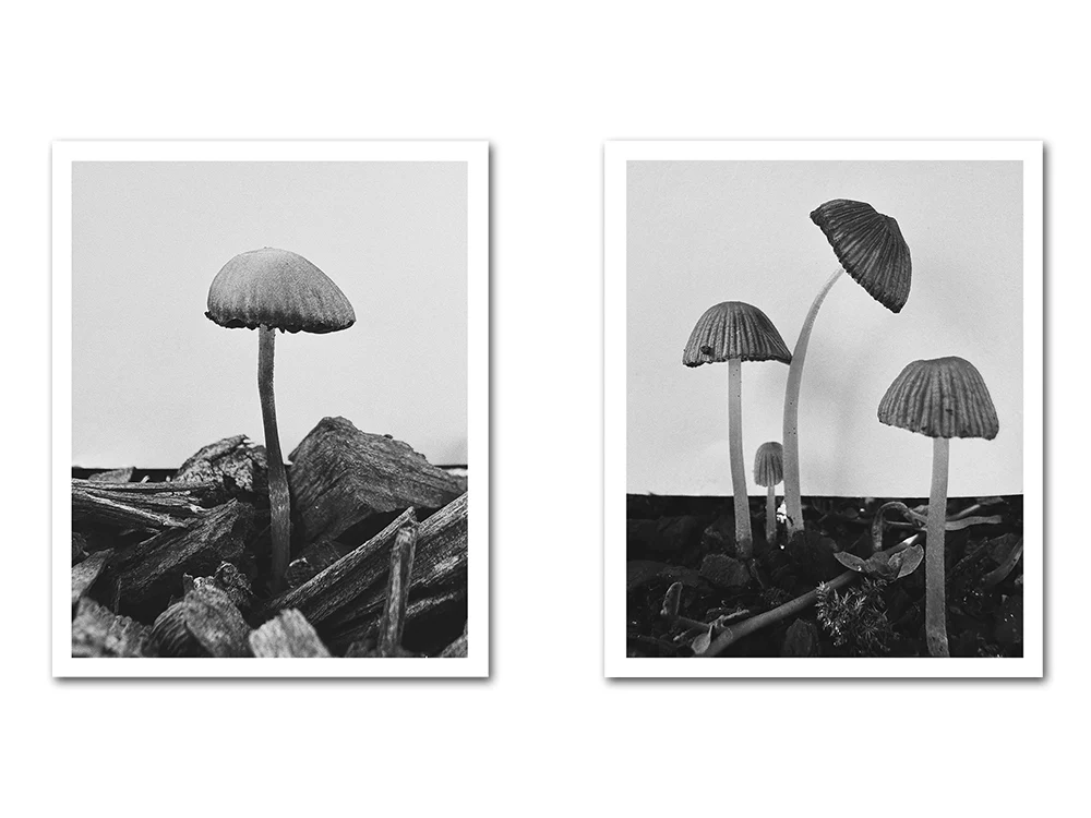 Ying Ang – Fruiting Bodies - Image 17