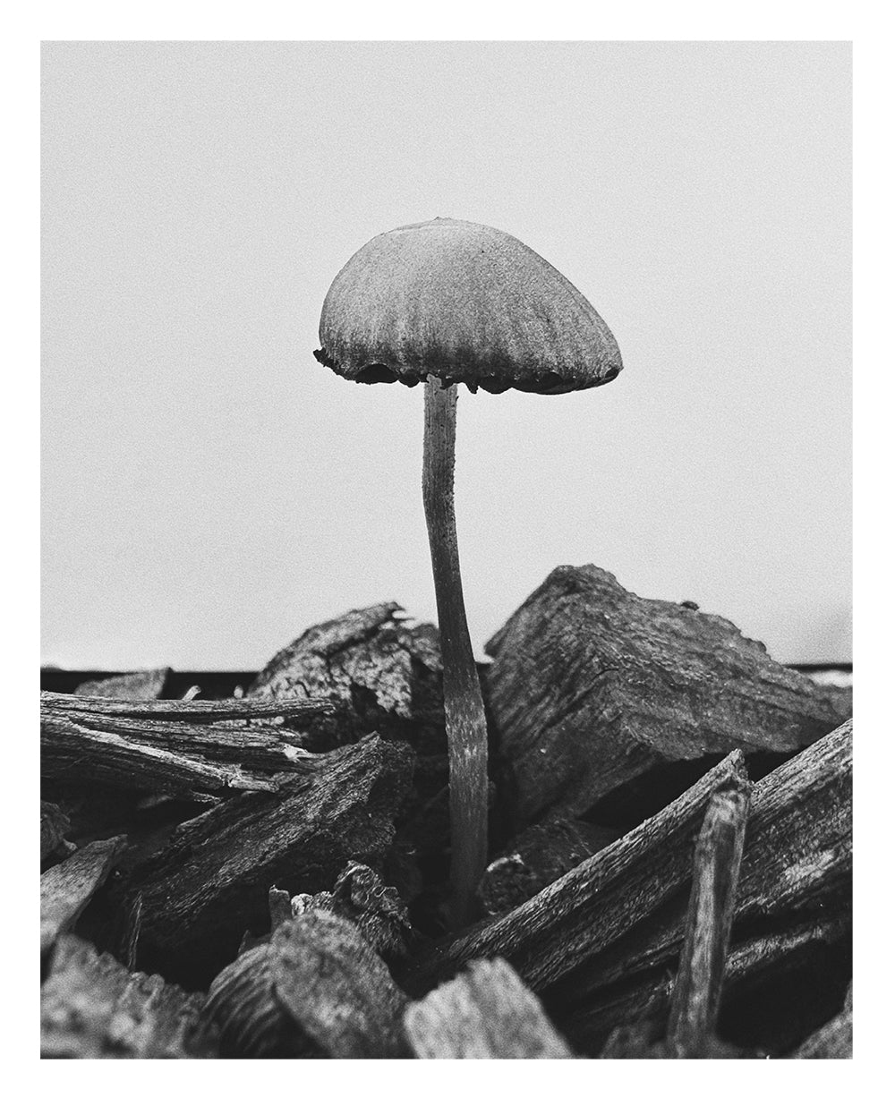 Ying Ang – Fruiting Bodies - Image 18