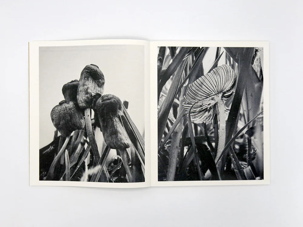 Ying Ang – Fruiting Bodies - Image 4