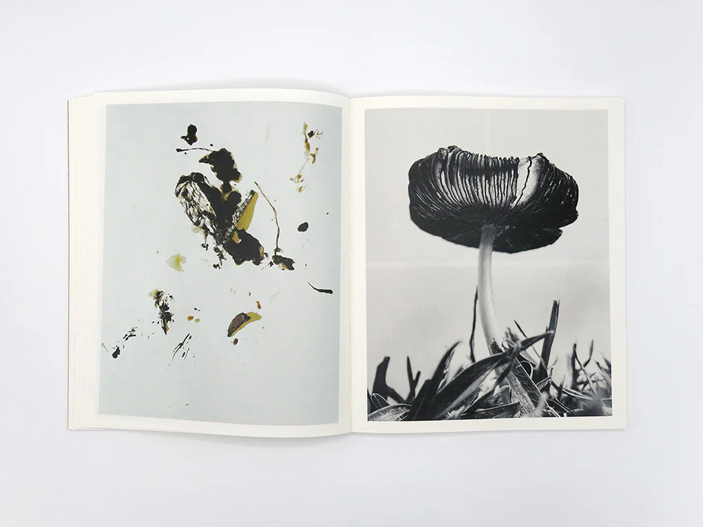 Ying Ang – Fruiting Bodies - Image 6