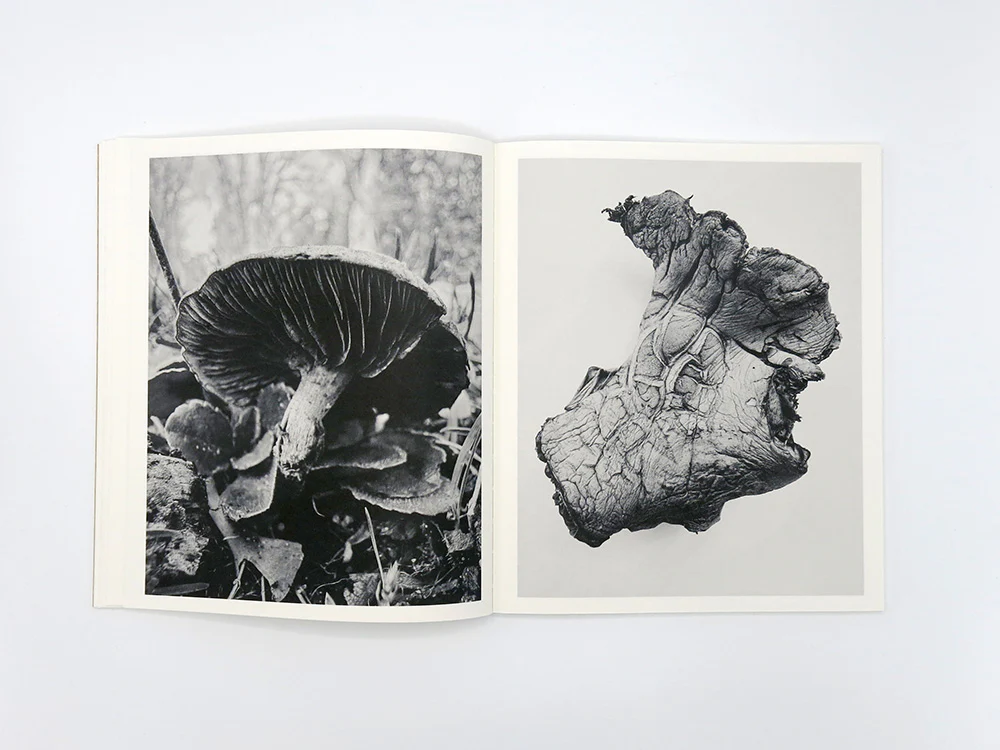 Ying Ang – Fruiting Bodies - Image 7
