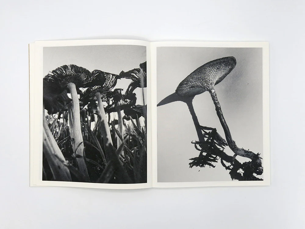 Ying Ang – Fruiting Bodies - Image 8